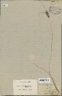 spécimen de Fimbristylis bisumbellata