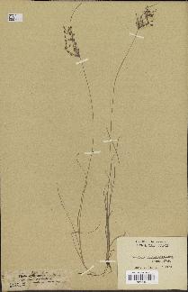 spécimen de Fimbristylis bisumbellata