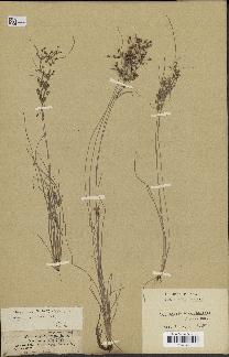 spécimen de Fimbristylis bisumbellata