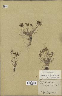 spécimen de Fimbristylis bisumbellata