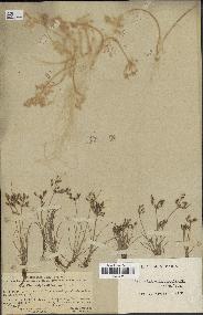 spécimen de Fimbristylis bisumbellata