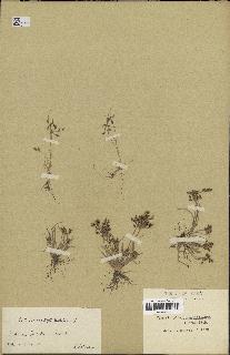 spécimen de Fimbristylis bisumbellata