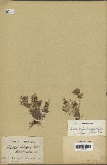 spécimen de Fimbristylis bisumbellata
