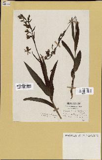 spécimen de Epipactis palustris