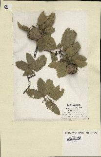 spécimen de Quercus ithaburensis