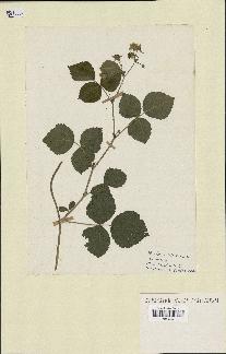 spécimen de Rubus idaeus