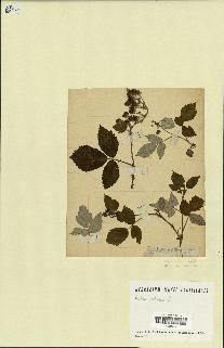 spécimen de Rubus idaeus