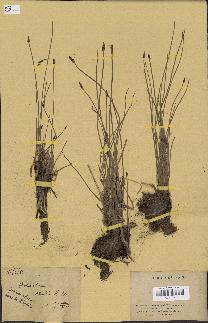 spécimen de Eleocharis palustris