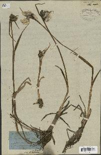 spécimen de Eriophorum latifolium