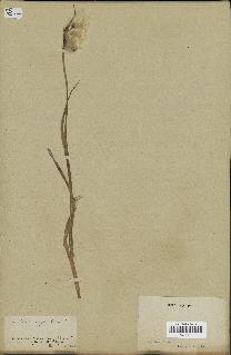 spécimen de Eriophorum latifolium