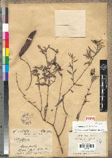 spécimen de Plectaneia stenophylla