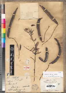 spécimen de Plectaneia stenophylla