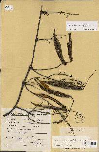 spécimen de Plectaneia stenophylla