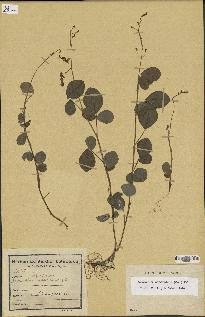 spécimen de Desmodium adscendens