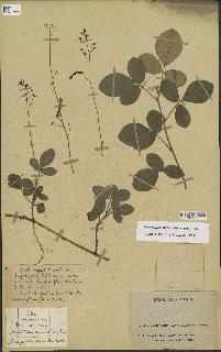 spécimen de Desmodium adscendens