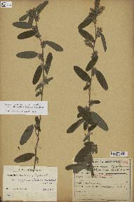 spécimen de Desmodium barbatum