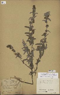 spécimen de Desmodium barbatum