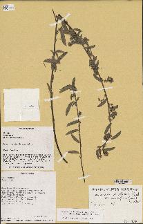 spécimen de Desmodium barbatum