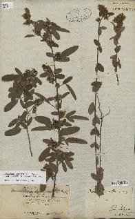 spécimen de Desmodium barbatum