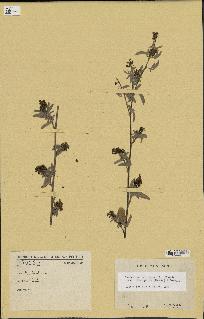 spécimen de Desmodium barbatum