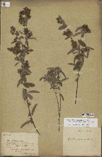 spécimen de Desmodium barbatum