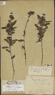 spécimen de Desmodium barbatum