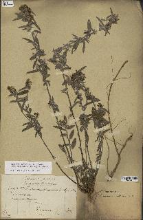 spécimen de Desmodium barbatum