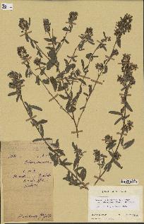 spécimen de Desmodium barbatum