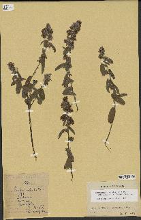 spécimen de Desmodium barbatum