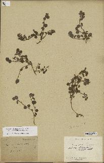 spécimen de Desmodium barbatum