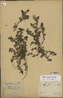 spécimen de Desmodium barbatum