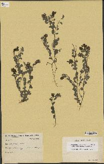 spécimen de Desmodium barbatum