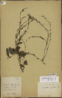 spécimen de Desmodium gangeticum
