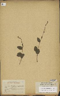 spécimen de Desmodium gangeticum