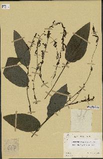 spécimen de Desmodium gangeticum