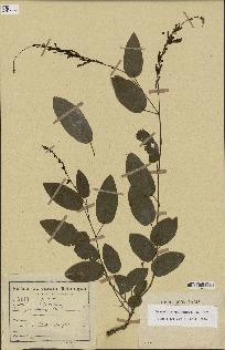spécimen de Desmodium gangeticum