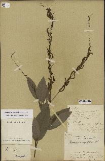 spécimen de Desmodium gangeticum