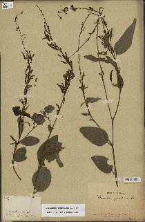 spécimen de Desmodium gangeticum