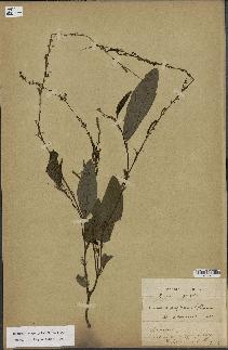 spécimen de Desmodium gangeticum