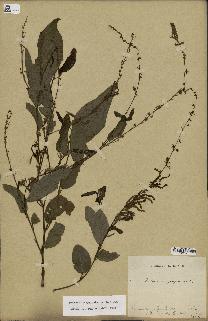 spécimen de Desmodium gangeticum