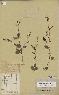 spécimen de Desmodium gangeticum