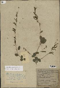 spécimen de Desmodium gangeticum