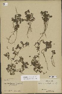 spécimen de Desmodium triflorum