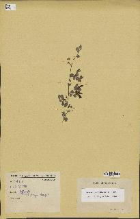 spécimen de Desmodium triflorum