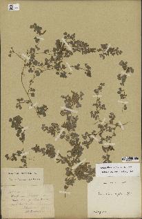 spécimen de Desmodium triflorum