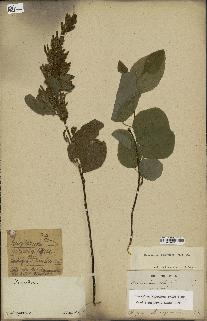 spécimen de Desmodium velutinum