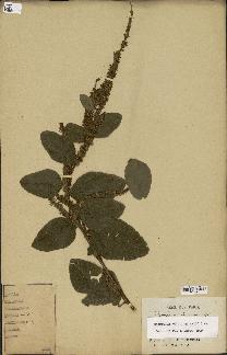 spécimen de Desmodium velutinum