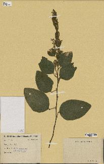 spécimen de Desmodium velutinum