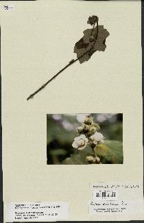 spécimen de Rubus moluccanus