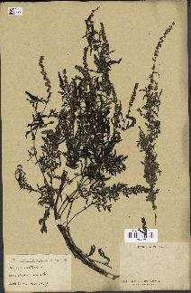 spécimen de Artemisia sp.